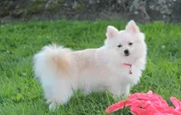 Cooper , a male Pomeranian for sale in Millersburg, OH – 8 of 10