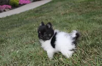 ZIGGY, a male Pomeranian for sale in Millersburg, OH – 6 of 8