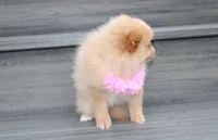 Lexi, a female Pomeranian for sale in Millersburg, OH – 8 of 8