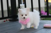 Marshmallow , a female Pomeranian for sale in Millersburg, OH – 4 of 9