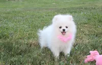 Reese, a female Pomeranian for sale in Millersburg, OH – 4 of 8