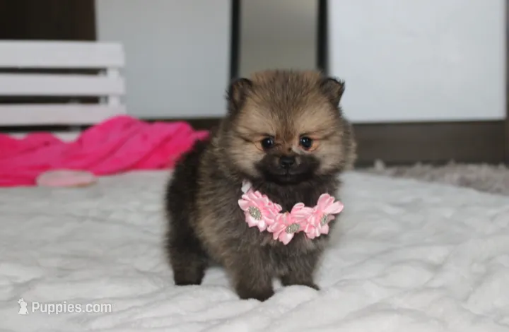 Zoey – Pomeranian puppy for sale in Millersburg, OH