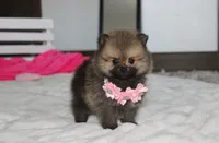 Zoey, a female Pomeranian for sale in Millersburg, OH – 1 of 10