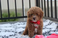 Kirian, a male Bichpoo for sale in Millersburg, OH – 4 of 9