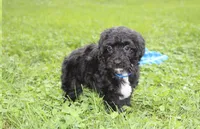 Ranger, a male Yorkipoo for sale in Millersburg, OH – 7 of 10