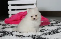 Remi, a female Pomeranian for sale in Millersburg, OH – 5 of 9
