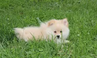 Layla, a female Pomeranian for sale in Millersburg, OH – 8 of 8