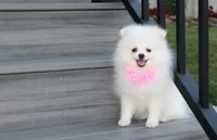 Reese, a female Pomeranian for sale in Millersburg, OH – 8 of 8