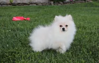 Charlie , a male Pomeranian for sale in Millersburg, OH – 2 of 6