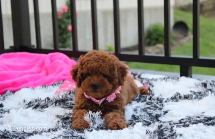Sasha  – Poodle - Miniature  puppy for sale in Millersburg, OH