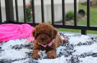 Sasha , a female Poodle - Miniature  for sale in Millersburg, OH – 1 of 10