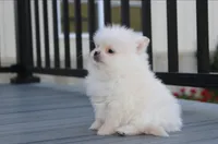 Mochi, a male Pomeranian for sale in Millersburg, OH – 5 of 10