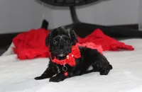 River, a male Yorkipoo for sale in Millersburg, OH – 6 of 7