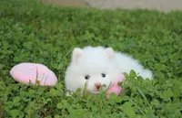 Heather , a female Pomeranian for sale in Millersburg, OH – 9 of 9