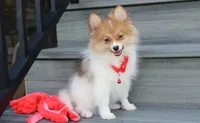 Theo, a male Pomeranian for sale in Millersburg, OH – 2 of 8