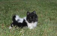 ZIGGY, a male Pomeranian for sale in Millersburg, OH – 3 of 8