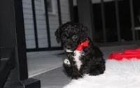 Bobby, a male Poodle - Miniature  for sale in Millersburg, OH – 8 of 9