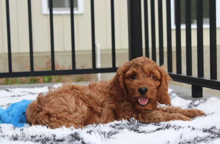 Loki – Cockapoo puppy for sale in Millersburg, OH