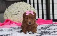 Sunny, a female Bichpoo for sale in Millersburg, OH – 2 of 10
