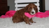 Macy, a female Cavapoo for sale in Millersburg, OH – 2 of 6