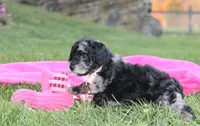 Bella, a female Poodle - Miniature  for sale in Millersburg, OH – 9 of 10