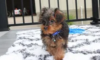 Enzo, a male Yorkipoo for sale in Millersburg, OH – 3 of 4
