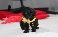 Rocky, a male Yorkipoo for sale in Millersburg, OH – 9 of 10