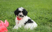 Ryder, a male Yorkipoo for sale in Millersburg, OH – 9 of 10