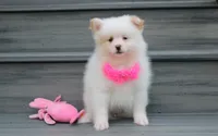 Luna, a female Pomeranian for sale in Millersburg, OH – 3 of 10