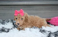 Kalila, a female Bichpoo for sale in Millersburg, OH – 2 of 5