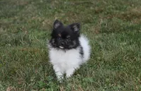ZIGGY, a male Pomeranian for sale in Millersburg, OH – 8 of 8