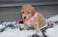 Kallista , a female Bichpoo for sale in Millersburg, OH – 4 of 6