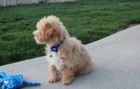 Rolo, a male Bichon Frise and Poodle - Toy  for sale in Millersburg, OH – Photo 6 of 9