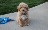 Rolo, a male Bichon Frise and Poodle - Toy  for sale in Millersburg, OH – Photo 2 of 9