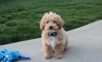 Rolo, a male Bichon Frise and Poodle - Toy  for sale in Millersburg, OH – Photo 4 of 9