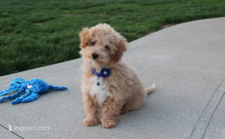 Rolo – Bichon Frise, Poodle - Toy  puppy for sale in Millersburg, OH