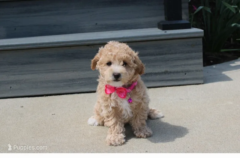 Sadie  – Bichpoo puppy for sale in Millersburg, OH