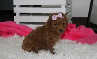 Sierra , a female Poodle - Miniature  for sale in Millersburg, OH – 6 of 7