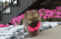 Zoey, a female Pomeranian for sale in Millersburg, OH – 7 of 10