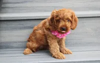 Lyra, a female Cockapoo for sale in Millersburg, OH – 4 of 5