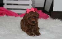 Sally, a female Poodle - Miniature  for sale in Millersburg, OH – 4 of 9