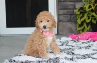 Kallista , a female Bichpoo for sale in Millersburg, OH – 7 of 10