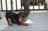 Elsa, a female Yorkipoo for sale in Millersburg, OH – 6 of 8