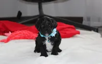 Ranger, a male Yorkipoo for sale in Millersburg, OH – 7 of 7