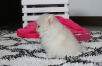 Remi, a female Pomeranian for sale in Millersburg, OH – 7 of 9