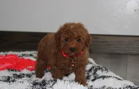 Sammy, a male Poodle - Miniature  for sale in Millersburg, OH – 3 of 9