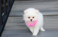 Reese, a female Pomeranian for sale in Millersburg, OH – 8 of 10