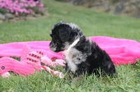 Bella, a female Poodle - Miniature  for sale in Millersburg, OH – 10 of 10