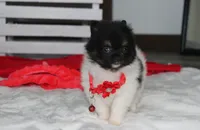 ZIGGY, a male Pomeranian for sale in Millersburg, OH – 5 of 7
