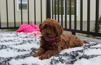 Sally, a female Poodle - Miniature  for sale in Millersburg, OH – 10 of 10